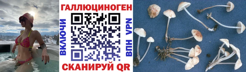 МЕГА ТОР  Междуреченск  Псилоцибиновые грибы MAGIC MUSHROOMS 